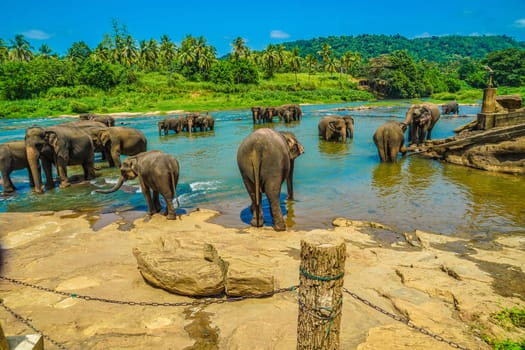 Wild elephant image (Sri Lanka Pinnawara). Shooting Location: Sri Lanka