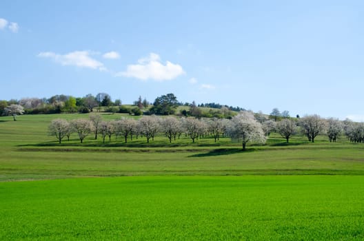 cherry treey in the rhön