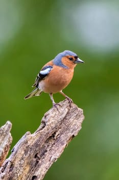 Bullfinch bird perched on a tree branch which is a common garden bird found in the UK and Europe