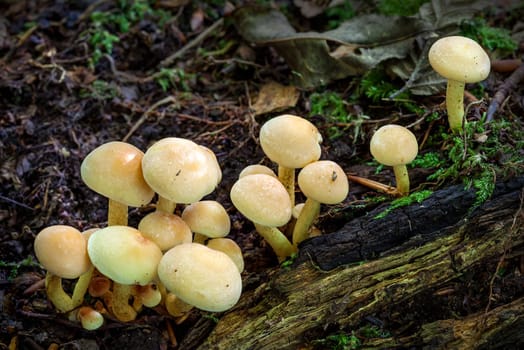 Woodland fungi mushrooms in the autumn fall