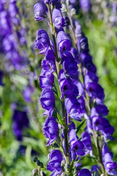 Aconitum 'Newry Blue' a blue herbaceous springtime summer flower poisonous plant commonly known as monkshood