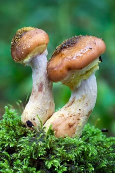 Woodland fungi mushrooms in the autumn fall