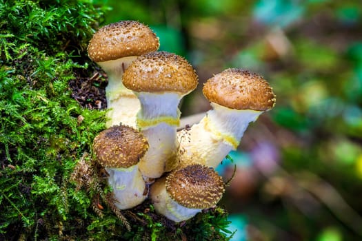 Woodland fungi mushrooms in the autumn fall