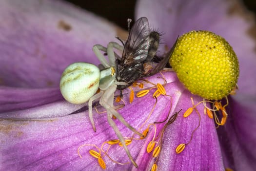 White crab spider with a fly which it has caught