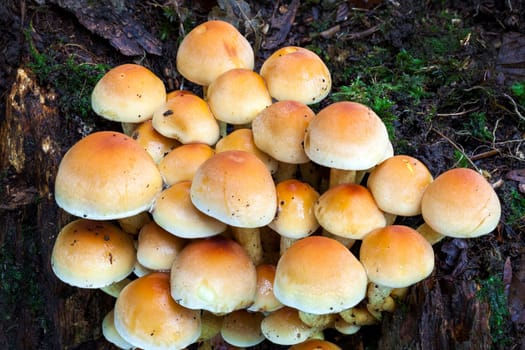 Woodland fungi mushrooms in the autumn fall