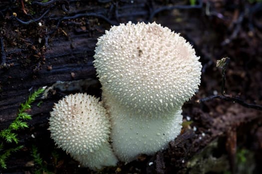 Common Puffball Fungus mushrooms in the autumn fall