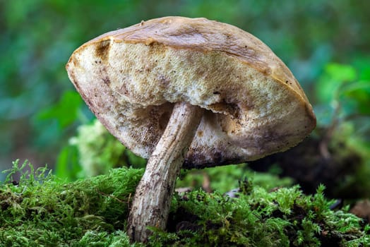 Woodland fungi mushrooms in the autumn fall