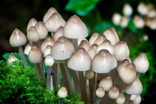 Woodland fungi mushrooms in the autumn fall