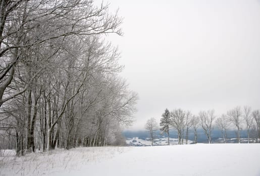 winter landscape