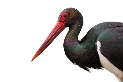 Close up of black stork, ciconia nigra, looking into camera isolated on white background. Attentive wild bird with water droplets on dark feather cut out on blank. Head of animal wildlife in detail.