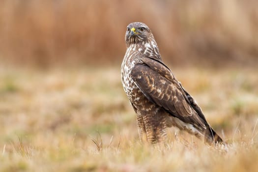 Fierce common buzzard, buteo buteo, sitting the ground in autumn nature. Proud bird of prey stretching neck and looking with copy space. Low angle side view of brown feathered wild animal.