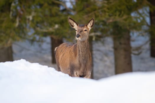 Red deer, cervus elaphus, female looking in forest in winter nature. Wild hind observing on snow from front. Mammal without antlers looking on snowy meadow.