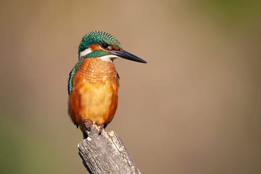 Common kingfisher, alcedo atthis, sitting on branch in summer nature. Colorful bird with long beak looking on wood. Feathered animal with orange body and turquoise head resting on tree.
