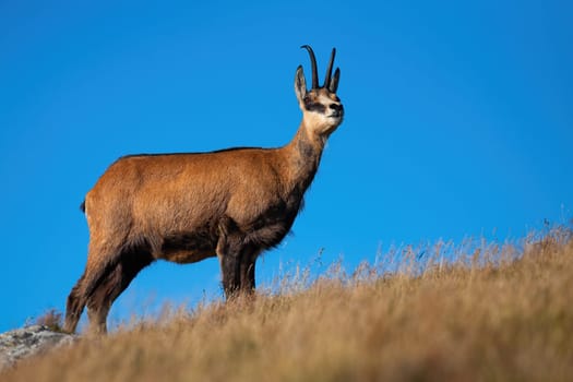 Majestic alpine chamois, rupicapra rupicapra, standing on top a hill and looking around with blue sky in background. Wild mammal with curved horns on a horizon in summer mountains.