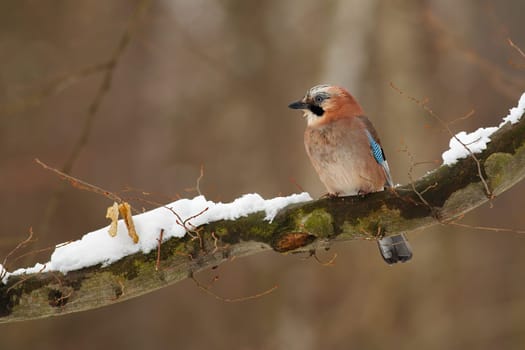 Beautiful eurasian jay, garrulus glandarius, sitting on the snow covered branch in forest. Adult jay with beige and blue feathers resting on the tree in winter. Cute bird sitting alone on the twig.