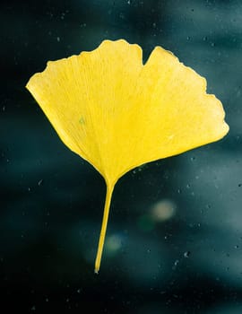 Yellow Ginkgo Biloba leaf stuck on glass window, raindrops on the glass, autumn season concept