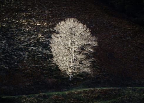 Single tree lit by side sun light on hillside in winter