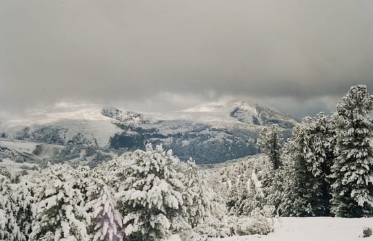 Winter Altai, mountains and forests in the snow. Winter came to the Altai and snow fell.