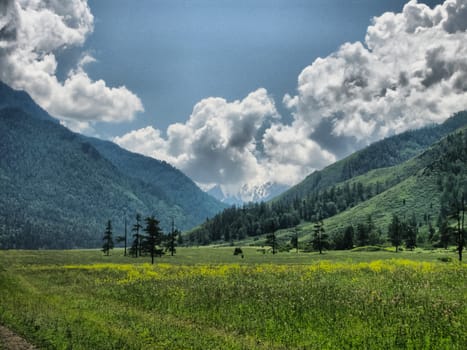 Nature is altai. Mountain landscape, forests and reservoirs of the altai.