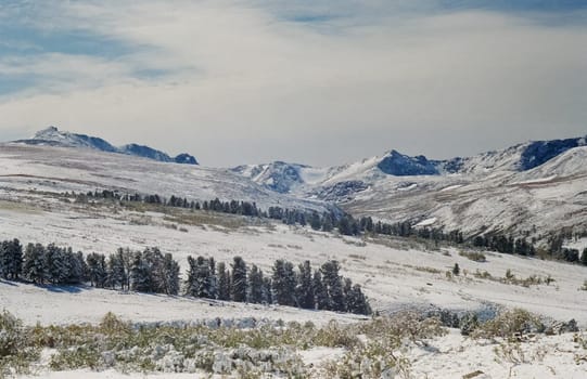 Winter Altai, mountains and forests in the snow. Winter came to the Altai and snow fell.