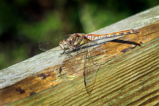 Common Darter orange dragonfly is one of the most abundant species in the UK and Europe