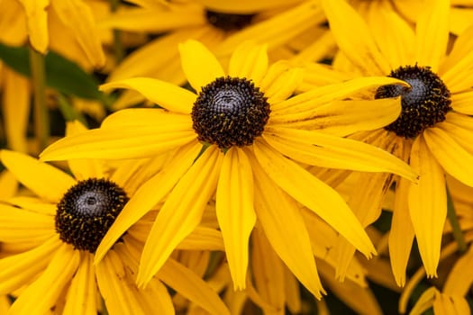 Rudbeckia fulida var Sullivantii 'Goldsturm' a summer flowering plant native to North America commonly known as black eyed susan or coneflower