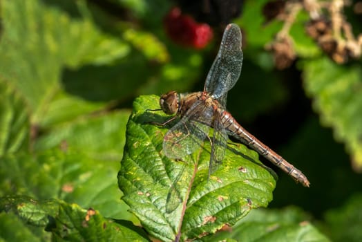 Common Darter dragonfly is one of the most abundant species in the UK and Europe