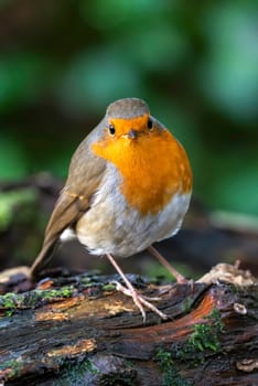 Robin redbreast ( Erithacus rubecula) bird a British garden songbird with a red or orange breast often found on Christmas cards