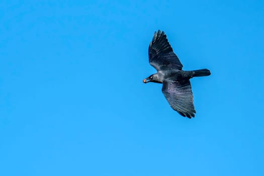 Jackdaw (Coloeus monedula) crow bird flying and frozen in flight with nut in beak with a clear blue sky
