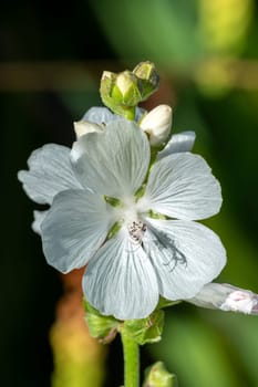 Sidalcea candida a white summer flower plant commonly known as white, prairie mallow