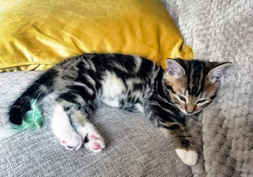 Sleeping Norwegian Forest (Norsk skogkatt or skaukatt) baby cat