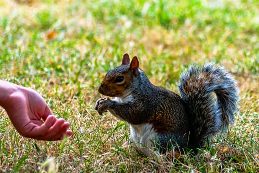 Feeding wild eastern gray squirrel (Sciurus carolinensis) - London, United Kingdom