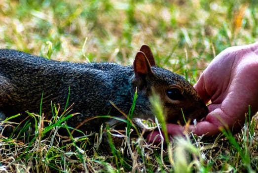 Feeding wild eastern gray squirrel (Sciurus carolinensis) - London, United Kingdom