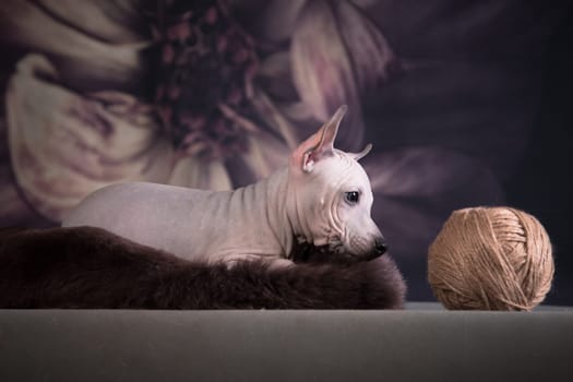 The puppy of the American hairless terrier wants to play with a ball