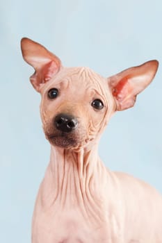 Portrait a close up of a puppy of breed the American hairless terrier on a blue background