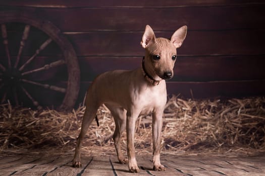 The puppy of a dog of breed the American hairless terrier costs against the background of hay in rural surroundings