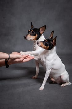 Two small white-red-black dogs breed American toy-fox terrier give a paw