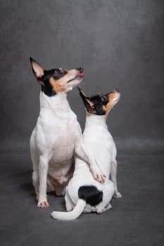 Two dogs breed American toy-fox terrier on grey background