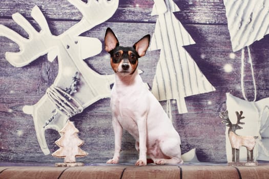 Small black-red-white dog of the American Toy Fox Terrier breed on a Christmas background