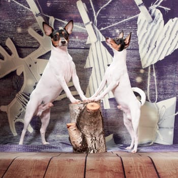 Two small black-red-white dog breed American Toy Fox Terrier stand on a New Year's background on a stump on its hind legs.