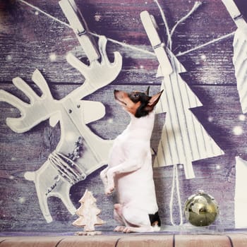 A small black-red-white dog of the American Toy Fox Terrier breed on a Christmas background next to a large round Christmas ball