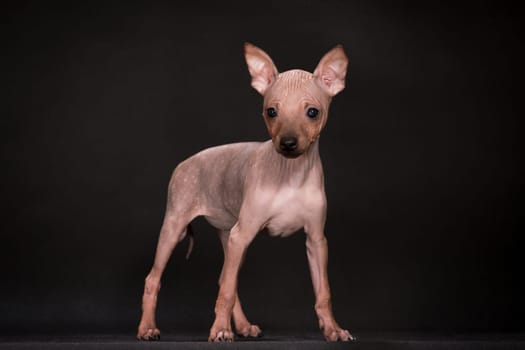 puppies of breed the American hairless terrier