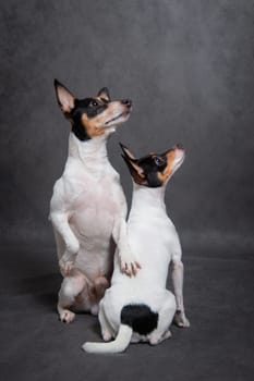 Two dogs breed American toy-fox terrier on a gray background indoors in the studio