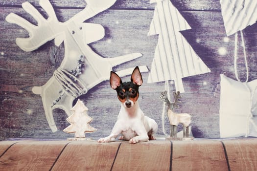 A small black-red-white dog of the American Toy Fox Terrier breed lies on a Christmas background