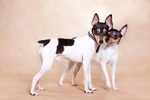 Two American those Fox of a terrier stand on beige. background