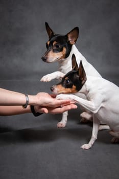 Two dogs give a paw to two outstretched hands of people