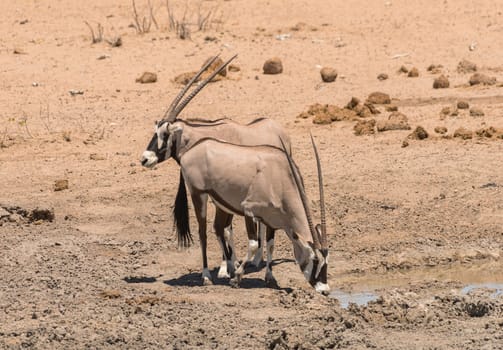 Oryx antelope drinking at the waterhole in northern Namibia