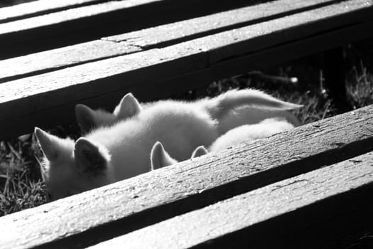 Three little white puppies playing hide and seek