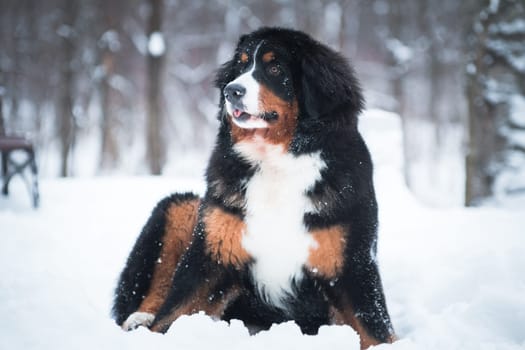 Bernese mountain dog breed dog sitting on the snow, sticking out the tip of his tongue