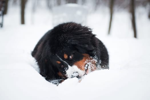 Bernese Mountain Dog breed found something in the snow for a game